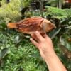 TILAPIA ENTERA