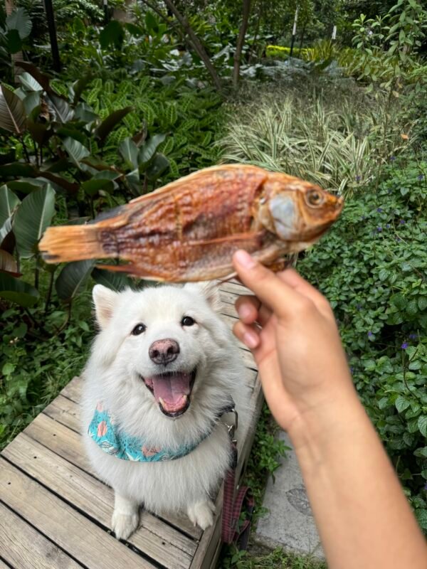 TILAPIA ENTERA